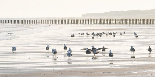 Rust: Meeuwen op het strand van Cadzand in de vroege ochtend (panorama)