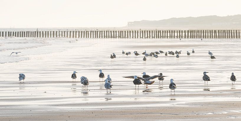 Rest: Gulls on the beach of Cadzand in the early morning (panorama) by Marjolijn van den Berg