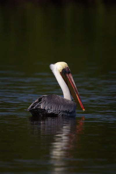 Brown Pelican | Bird | Mexico | Wildlife photography by Kimberley Helmendag