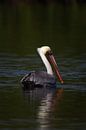 Brown Pelican | Bird | Mexico | Wildlife photography by Kimberley Helmendag thumbnail