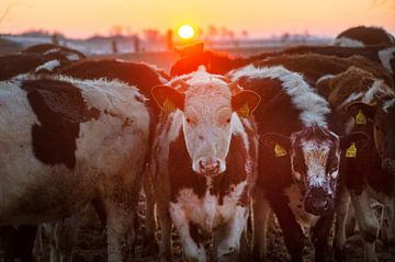 Koeien in de winter tijdens zonsopkomst in Friesland van Marcel van Kammen