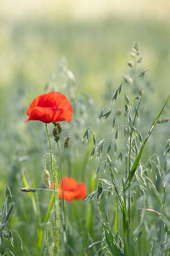 papaver