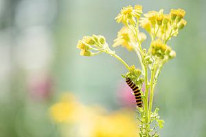 Zebra-Raupe auf Jakobsmuscheln von Marja Lok