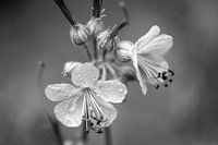 Beautiful delicate flowers in black and white
