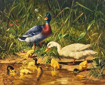 Enten mit Jungen am Wasser, Carl Jutz