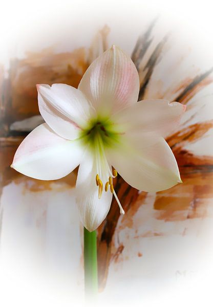 white amaryllis van M.A. Ziehr