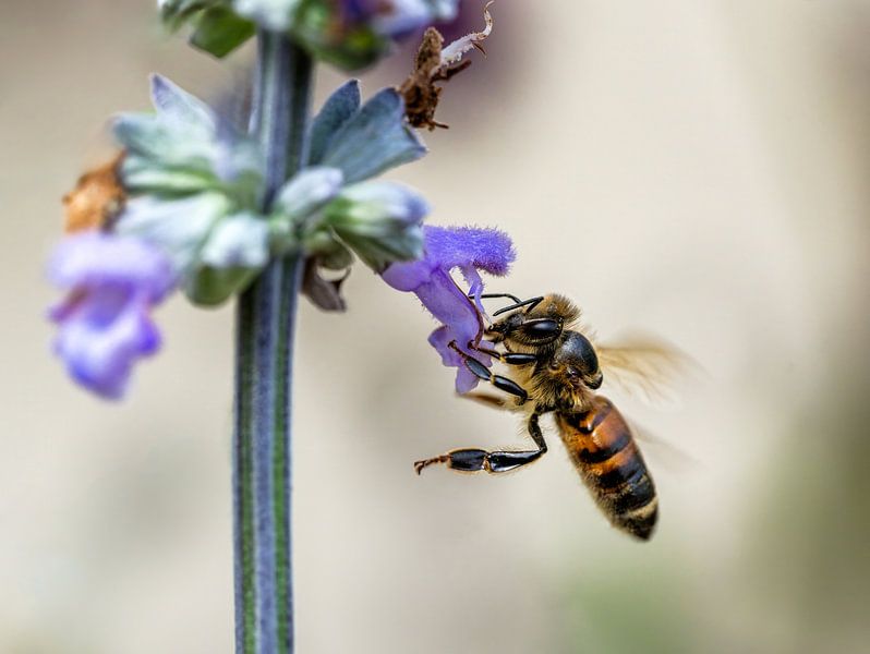 Macro d'une abeille sur une fleur de sauge par ManfredFotos