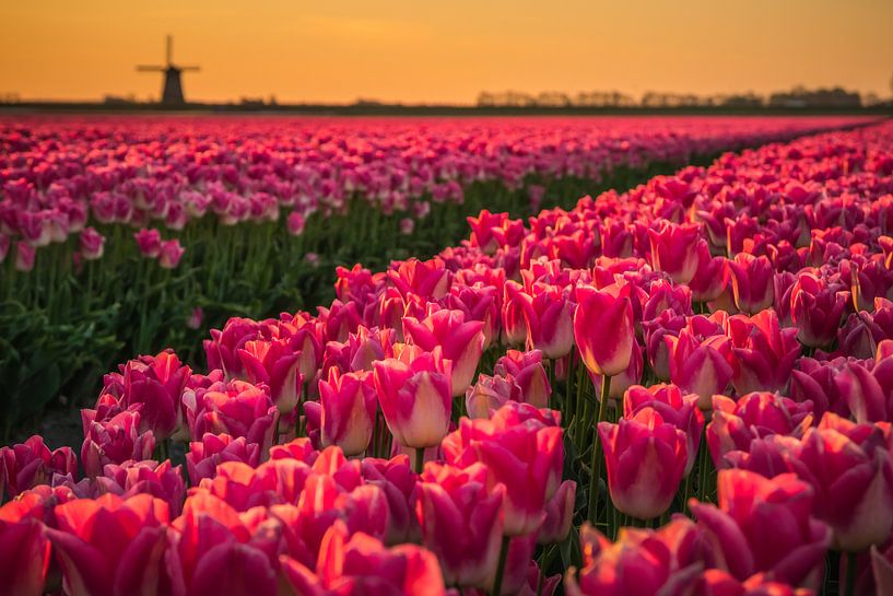 Pink and Orange by peterheinspictures