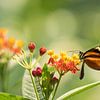 Vlinder by Barend de Ronde