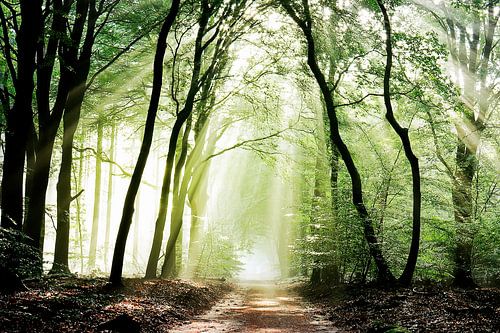 Een nieuwe ochtend is aangebroken