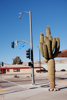 Cactus in Joshua Tree Park, Californië, VS