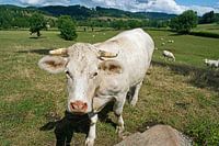 French white cow