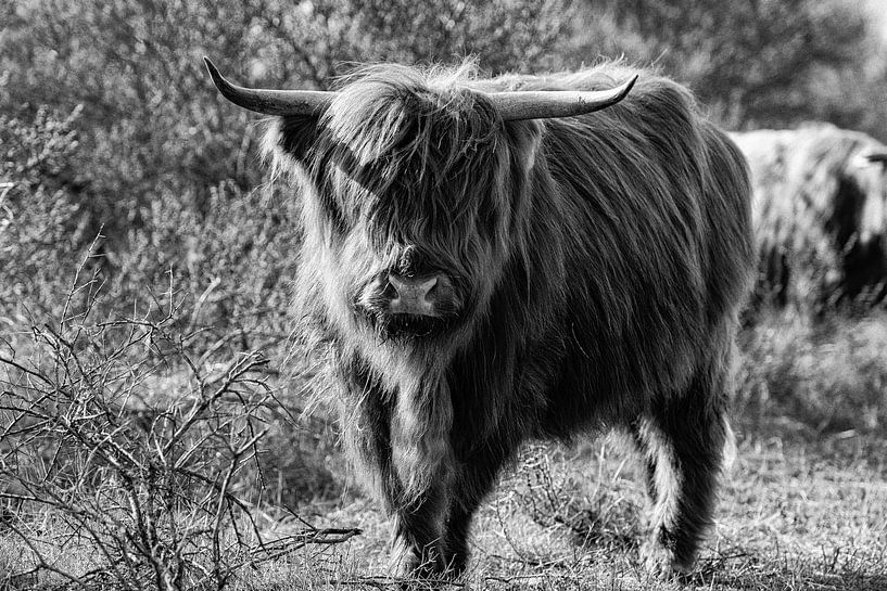 Schottischer Highlander in der Morgensonne - schwarz und weiß von Arjen Schippers