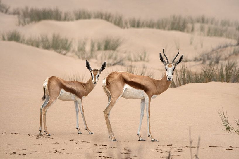 Two springboks in Africa's beautiful countryside by Chi