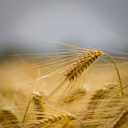 Graan in het zonlicht