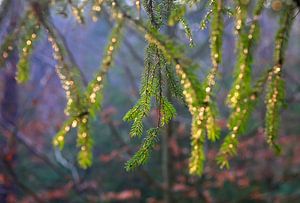 Abendlicht im Wald