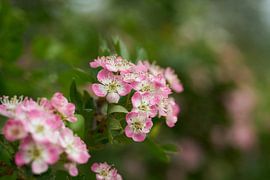Roze bloeiende eenstijlige meidoorn, Crataegus monogyna