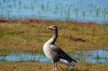 The greylag goose struts proudly, chest out by Mark Koolen