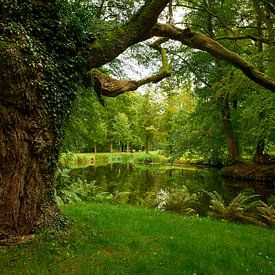 Oude boom in het park van kasteel Ludwigslust van Jenco van Zalk