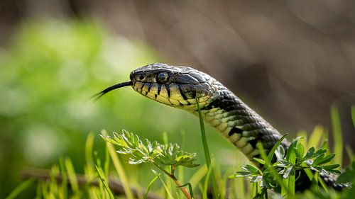 Grass snake