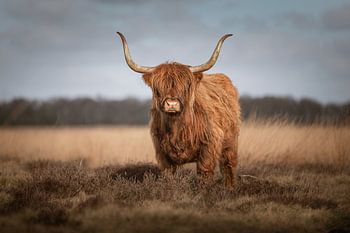 Stoere Schotse Hooglander op het Hijkerveld