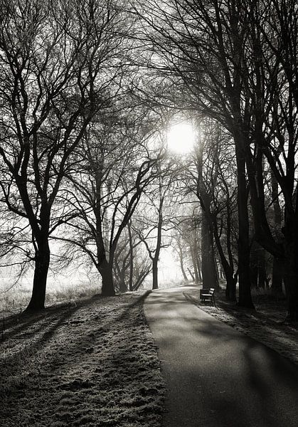 romantic atmosphere in the Rotehornpark on the bank of the old Elbe in Magdeburg by Heiko Kueverling