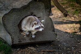 Tussen schors en schaduw – de geheime wereld van de wasbeer van Monique Caes