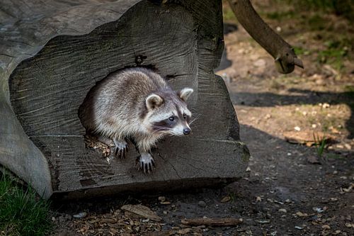 Tussen schors en schaduw – de geheime wereld van de wasbeer