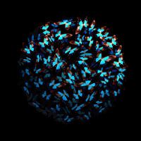 Morphogenic: Blauw III