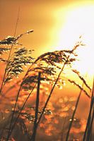 The gentle evening breeze
