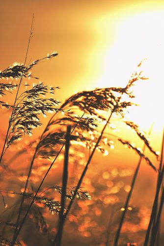 Die sanfte Abendbrise