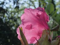 Rododendron bloem