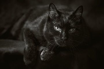 Zwarte kat van Thomas Marx