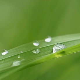 Drops on a blade of grass by Exposure Visuals