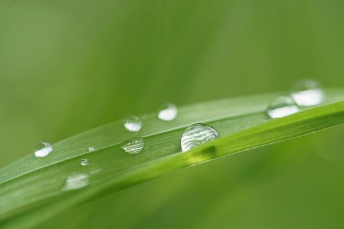Drops on a blade of grass
