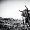 Schotse Hooglander op Texel, stefan witte van Stefan Witte
