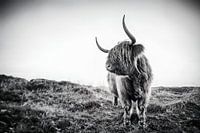 Highlander écossais de Texel, stefan witte