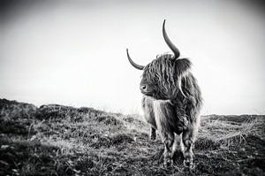 Scottish Highlander on the isle of Texel - the Netherlands, stefan witte