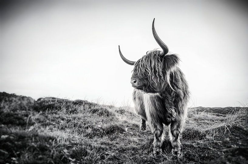 Scottish Highlander on the isle of Texel - the Netherlands, stefan witte by Stefan Witte