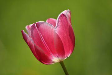 Tulp van Els Vergaerde