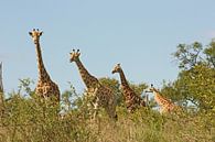 southafrica ... Giraffenstaffel von Meleah Fotografie Miniaturansicht