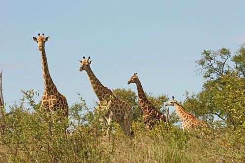 zuid-afrika ... Giraffe eskader