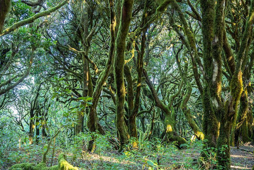 Jungle La Gomera by Peter Schickert