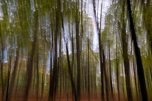 Bomen met blad en donkere bast.