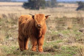Junger schottischer Highlander auf der Veluwe von Bobsphotography