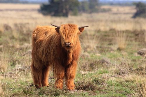 Young Scottish Highlander on the Veluwe
