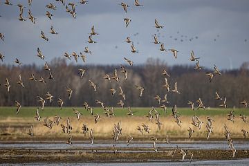 Black-tailed godwits in flight