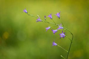 Horloge à gazon (Campanula rotundifolia)