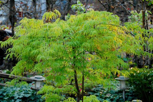 Japanse boom in het groen