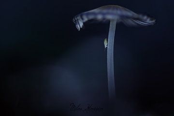 Springstaartje op paddenstoel van Milou Hinssen